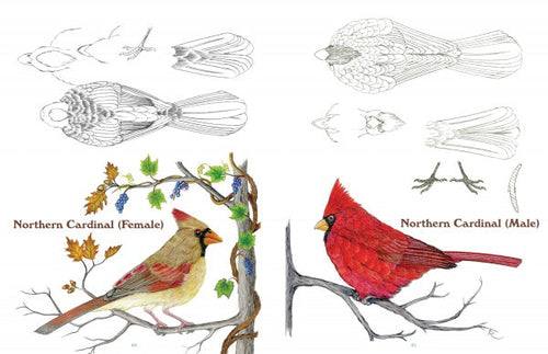 Load image into Gallery viewer, 50 Bird Woodcarving Patterns by Schiffer Publishing
