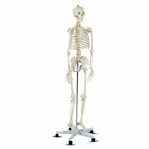 Load image into Gallery viewer, Medical School Human Anatomy Class Life-size Skeleton Model
