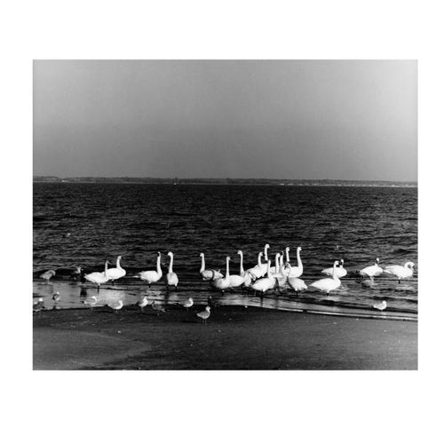 Load image into Gallery viewer, Just Passing Through by Schiffer Publishing
