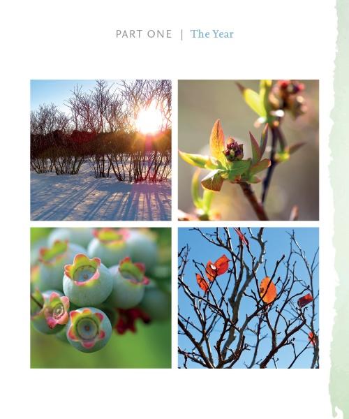 Load image into Gallery viewer, Out in Blue Fields by Schiffer Publishing
