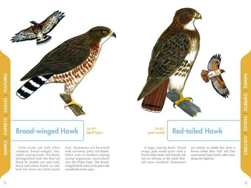 Load image into Gallery viewer, An Illustrated Guide to the Common Birds of Cape Cod by Schiffer Publishing
