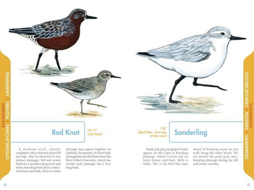 Load image into Gallery viewer, An Illustrated Guide to the Common Birds of Cape Cod by Schiffer Publishing
