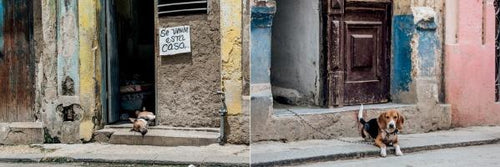 Load image into Gallery viewer, The Dogs of Cuba by Schiffer Publishing
