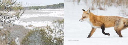 Load image into Gallery viewer, Natural Wonders of Assateague Island by Schiffer Publishing
