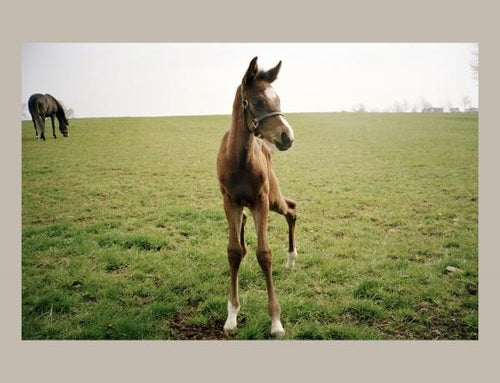 Load image into Gallery viewer, Horse Racing by Schiffer Publishing
