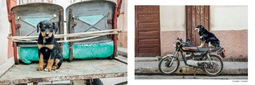 Load image into Gallery viewer, The Dogs of Cuba by Schiffer Publishing
