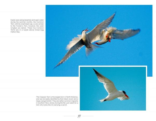 Load image into Gallery viewer, New Jersey Birds and Beyond by Schiffer Publishing
