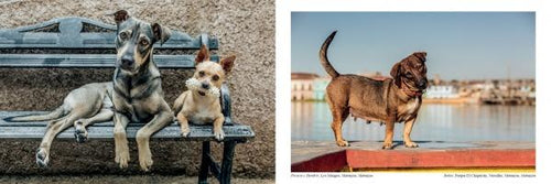 Load image into Gallery viewer, The Dogs of Cuba by Schiffer Publishing
