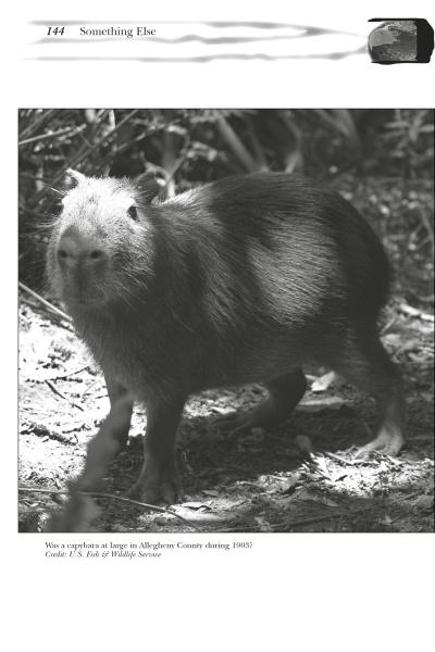 Load image into Gallery viewer, Strange Pennsylvania Monsters by Schiffer Publishing
