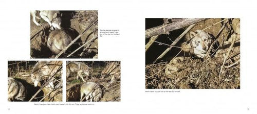 Load image into Gallery viewer, Wolf Sanctuary by Schiffer Publishing
