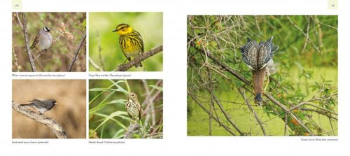 Load image into Gallery viewer, Birds and Beacons of Michigan by Schiffer Publishing
