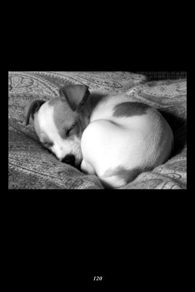Load image into Gallery viewer, Animal Spells and Magick by Schiffer Publishing
