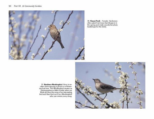 Load image into Gallery viewer, Birds of Coastal South Carolina by Schiffer Publishing
