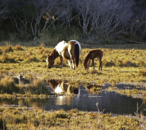 Load image into Gallery viewer, Chincoteague Ponies by Schiffer Publishing
