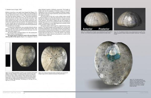 Load image into Gallery viewer, Collector's Guide to Texas Cretaceous Echinoids by Schiffer Publishing
