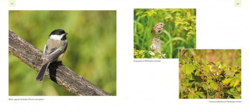 Load image into Gallery viewer, Birds and Beacons of Michigan by Schiffer Publishing
