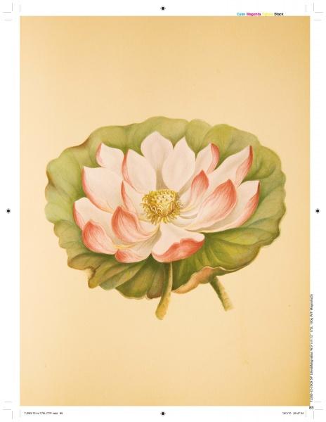 Load image into Gallery viewer, Lilies &amp; Magnolias by Schiffer Publishing
