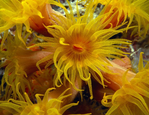 Load image into Gallery viewer, Underwater Photography by Schiffer Publishing
