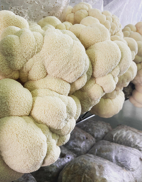 Load image into Gallery viewer, Lion's Mane Dual Extract Tincture by Hodgins Harvest
