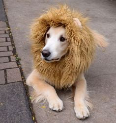 Load image into Gallery viewer, Dach Everywhere™ Lion Mane Dog Costume by Dach Everywhere

