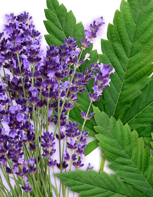 Load image into Gallery viewer, Hemp Lavender Overnight Mask by EarthToSkin
