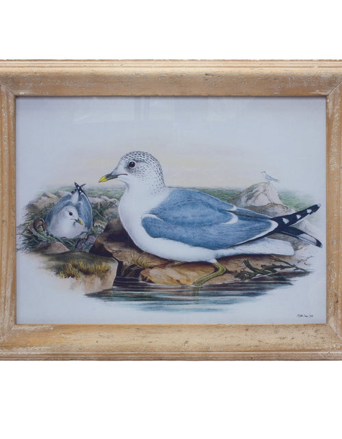 Load image into Gallery viewer, Framed Sea Bird Print Under Glass 16.5"L
