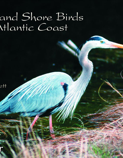 Load image into Gallery viewer, Wading &amp; Shore Birds of the Atlantic Coast by Schiffer Publishing
