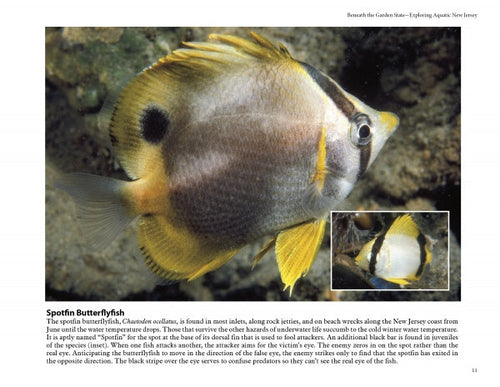 Load image into Gallery viewer, Beneath the Garden State by Schiffer Publishing
