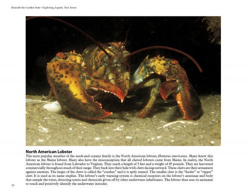 Load image into Gallery viewer, Beneath the Garden State by Schiffer Publishing
