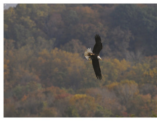 Load image into Gallery viewer, Inside a Bald Eagle's Nest by Schiffer Publishing

