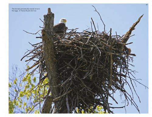 Load image into Gallery viewer, Inside a Bald Eagle's Nest by Schiffer Publishing
