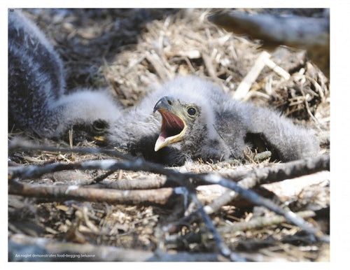 Load image into Gallery viewer, Inside a Bald Eagle's Nest by Schiffer Publishing
