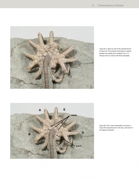 Load image into Gallery viewer, Collector's Guide to Crawfordsville Crinoids by Schiffer Publishing
