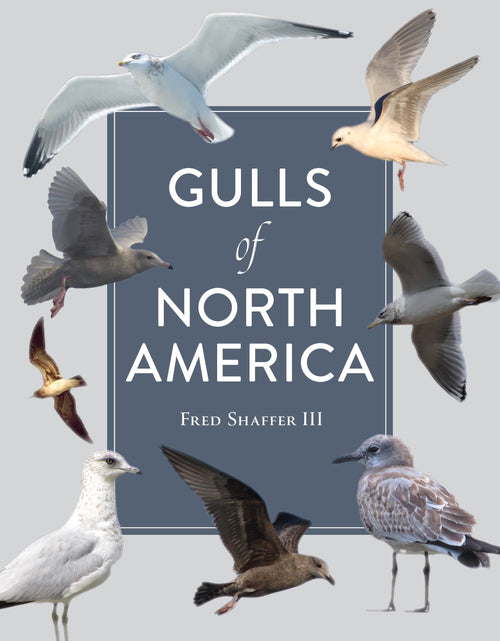Load image into Gallery viewer, Gulls of North America by Schiffer Publishing
