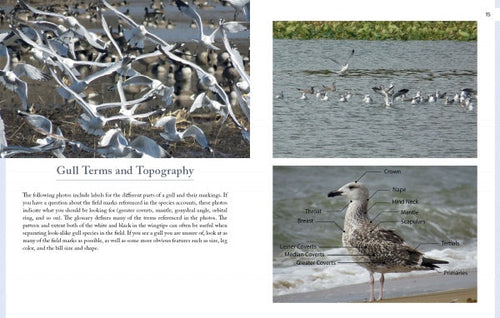 Load image into Gallery viewer, Gulls of North America by Schiffer Publishing
