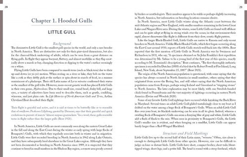 Load image into Gallery viewer, Gulls of North America by Schiffer Publishing
