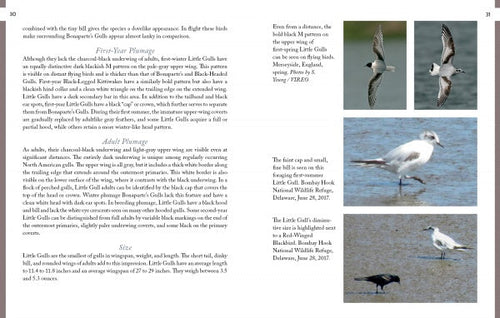 Load image into Gallery viewer, Gulls of North America by Schiffer Publishing

