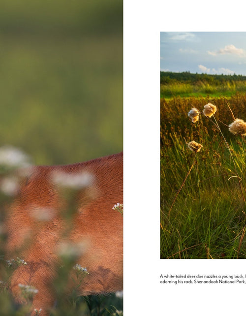 Load image into Gallery viewer, The Central Appalachians by Schiffer Publishing
