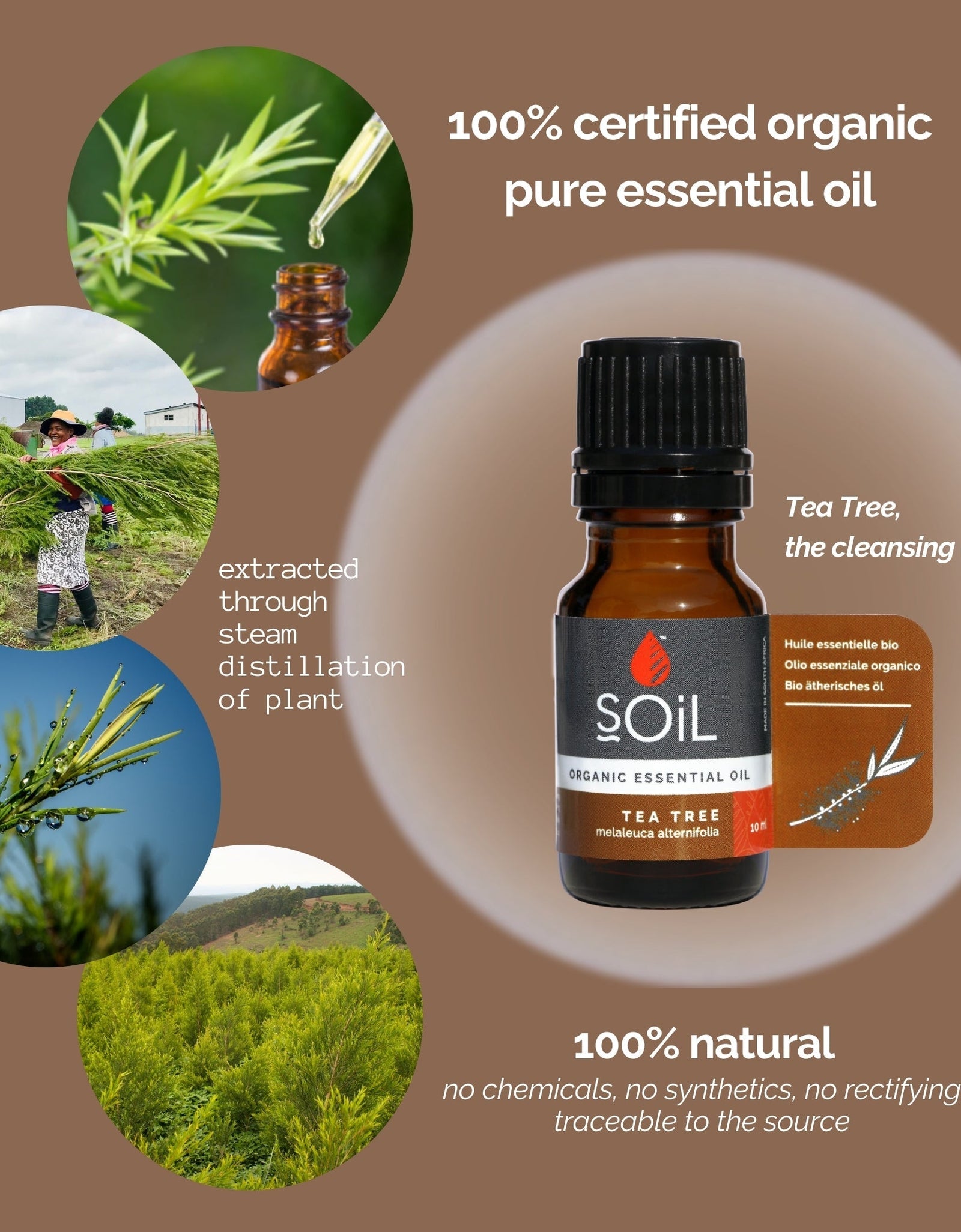 Organic Tea Tree Essential Oil (Melaleuca Alternifolia) 10ml by SOiL Organic Aromatherapy and Skincare
