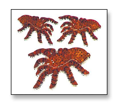 Load image into Gallery viewer, Bulk Roll Prismatic Stickers, Tarantulas (100 Repeats) by Present Paper
