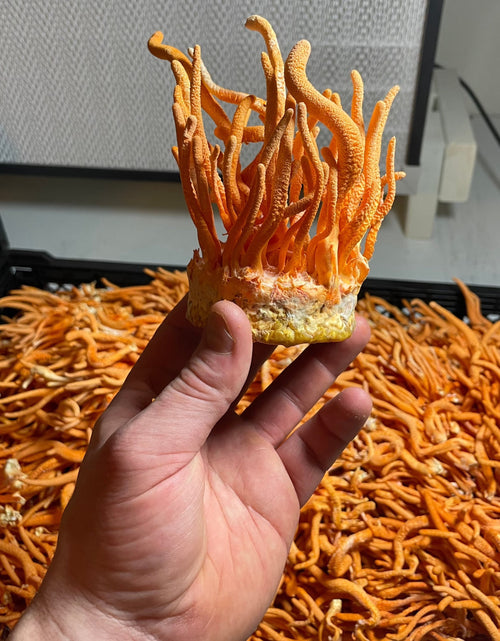 Load image into Gallery viewer, Cordyceps Dual Extract Tincture by Hodgins Harvest

