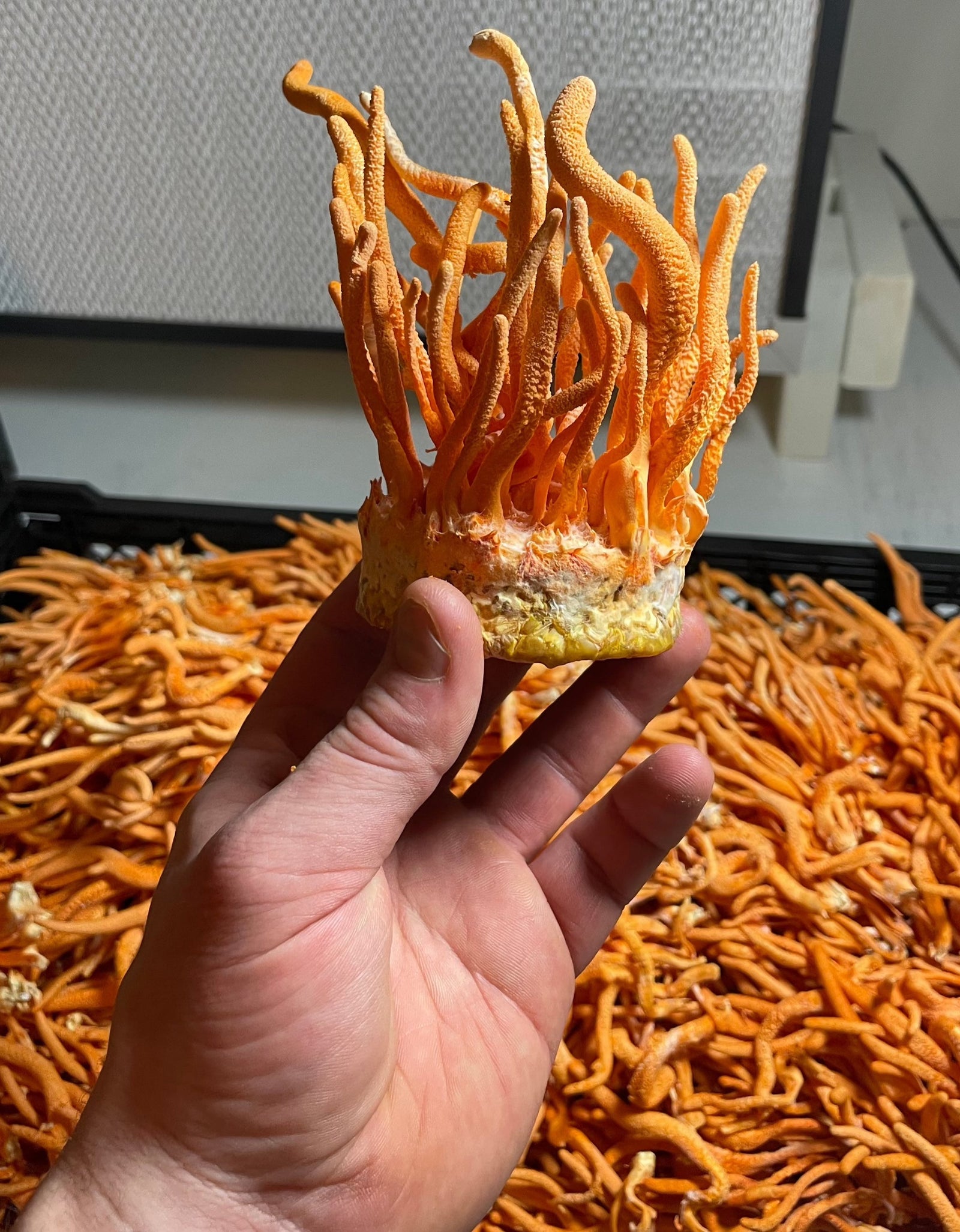 Cordyceps Dual Extract Tincture by Hodgins Harvest