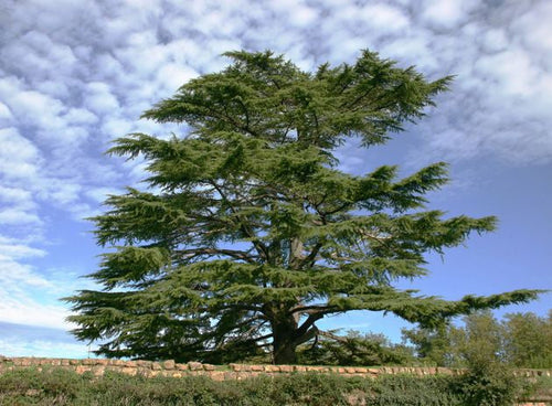 Load image into Gallery viewer, Essential Oil - Cedar by Heliotrope San Francisco
