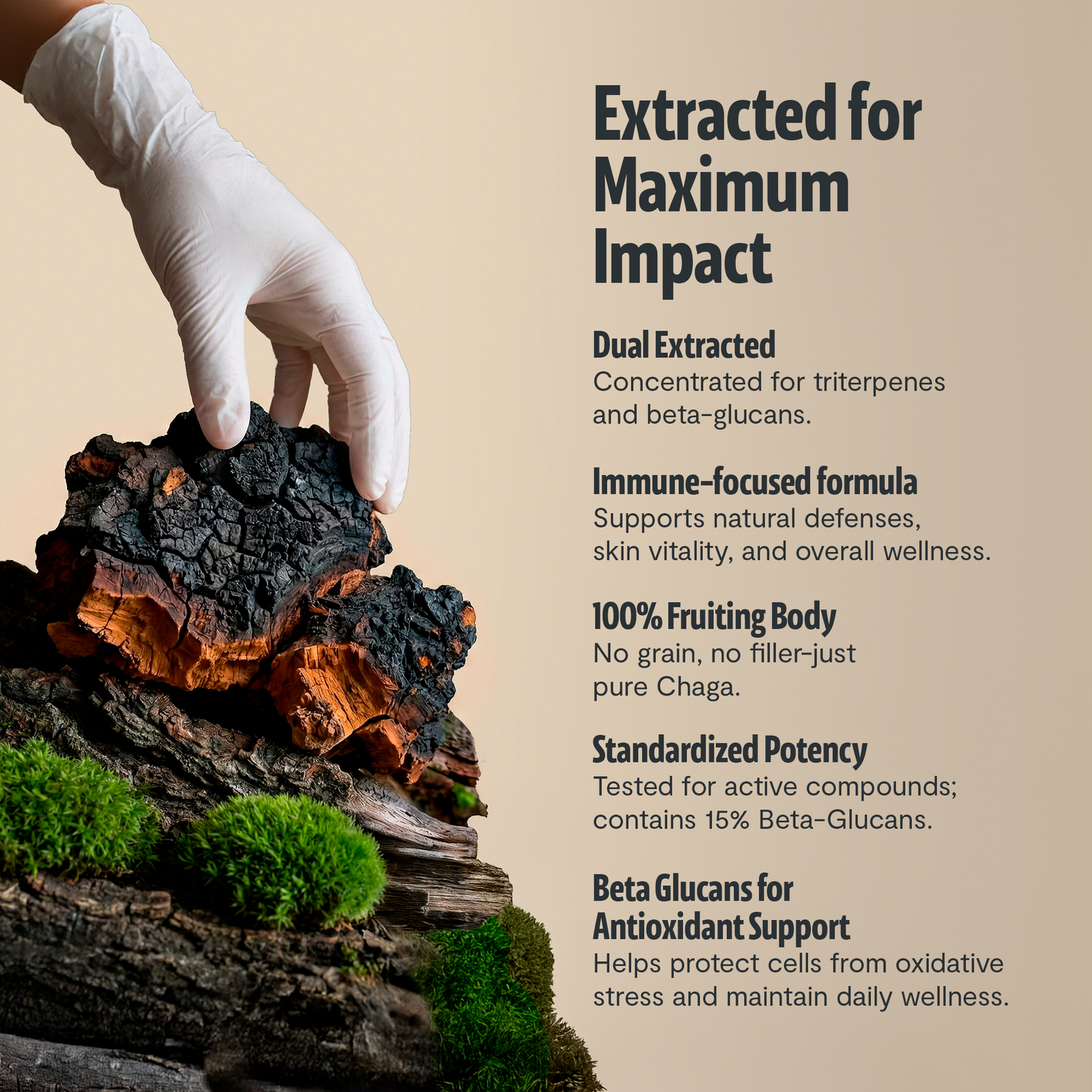 Chaga Mushroom Extract Capsules