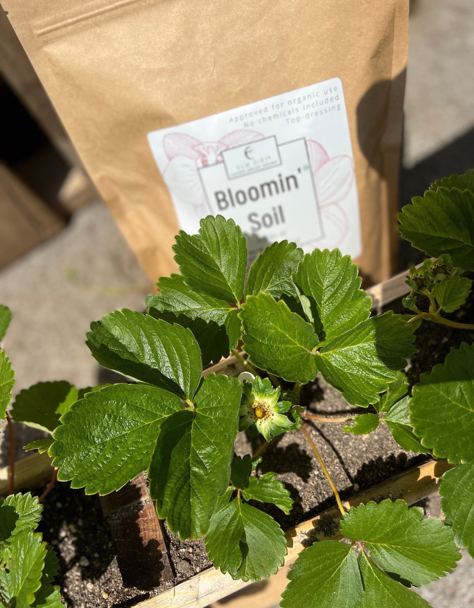 Bloom Power Bundle by Elm Dirt