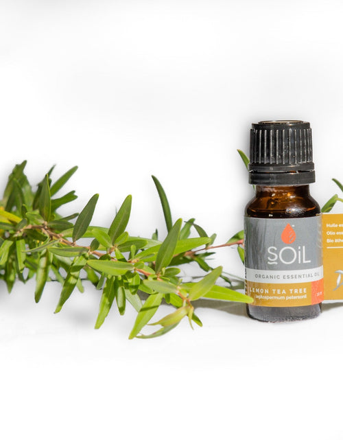 Load image into Gallery viewer, Organic Lemon Tea Tree Essential Oil (Leptospermum Petersonii) 10ml by SOiL Organic Aromatherapy and Skincare
