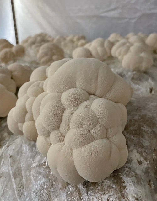 Load image into Gallery viewer, Lion's Mane + Turkey Tail Dual Extract Tincture by Hodgins Harvest
