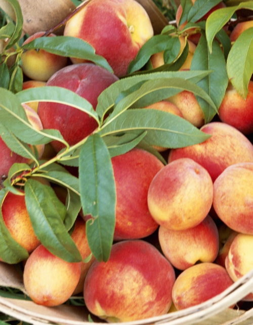 Load image into Gallery viewer, Nectarine Blossom &amp; Honey by Wicked Good Perfume
