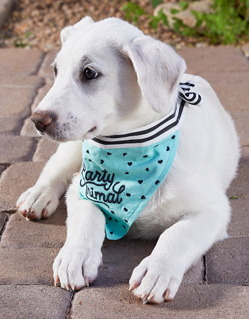 Load image into Gallery viewer, Party Animal Pet Bandana | In Blue With Printed Hearts Designs by The Bullish Store
