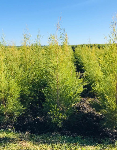 Load image into Gallery viewer, Organic Tea Tree Essential Oil (Melaleuca Alternifolia) 10ml by SOiL Organic Aromatherapy and Skincare
